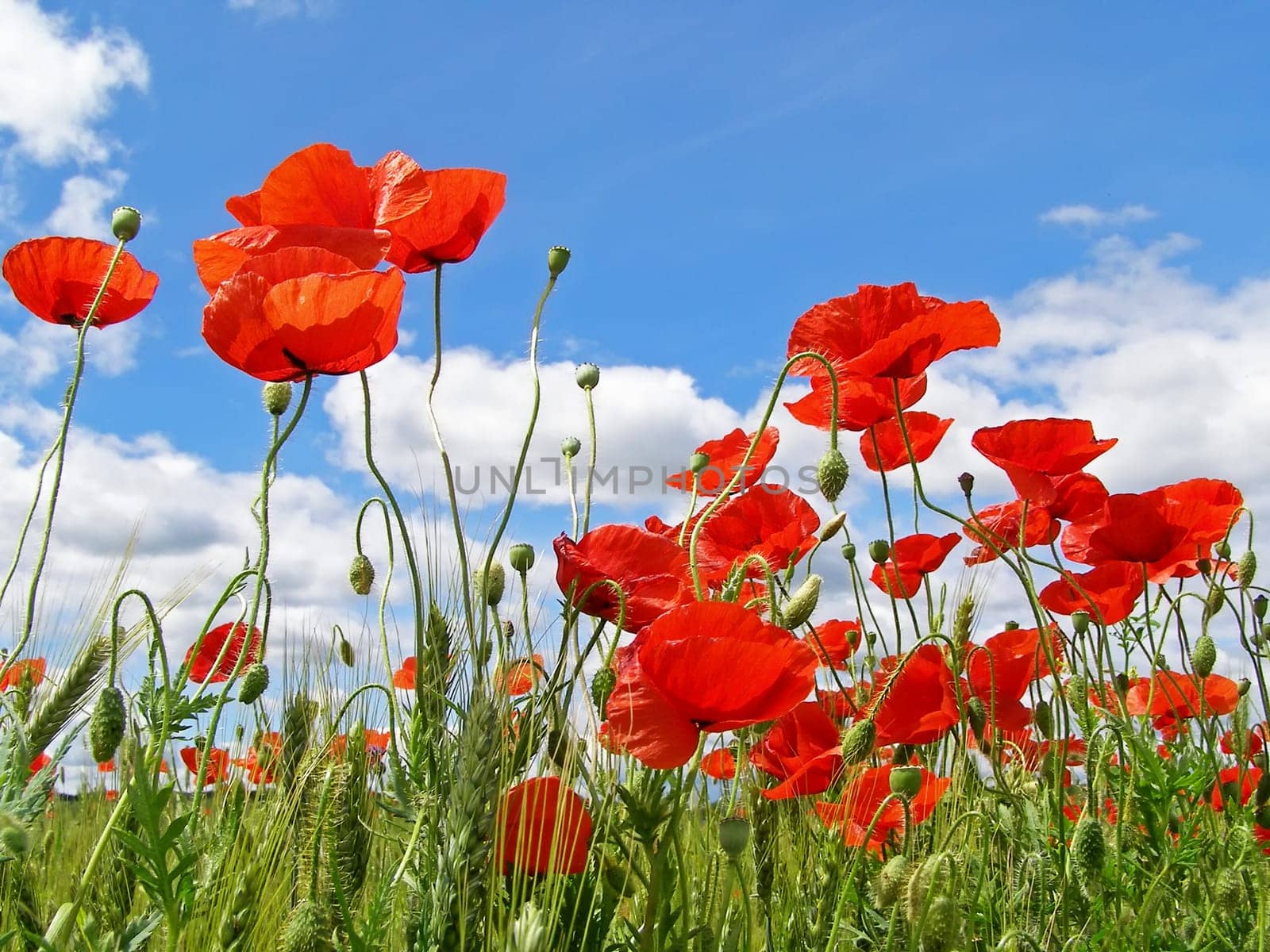 Summer field of red poppies and wild flowers
