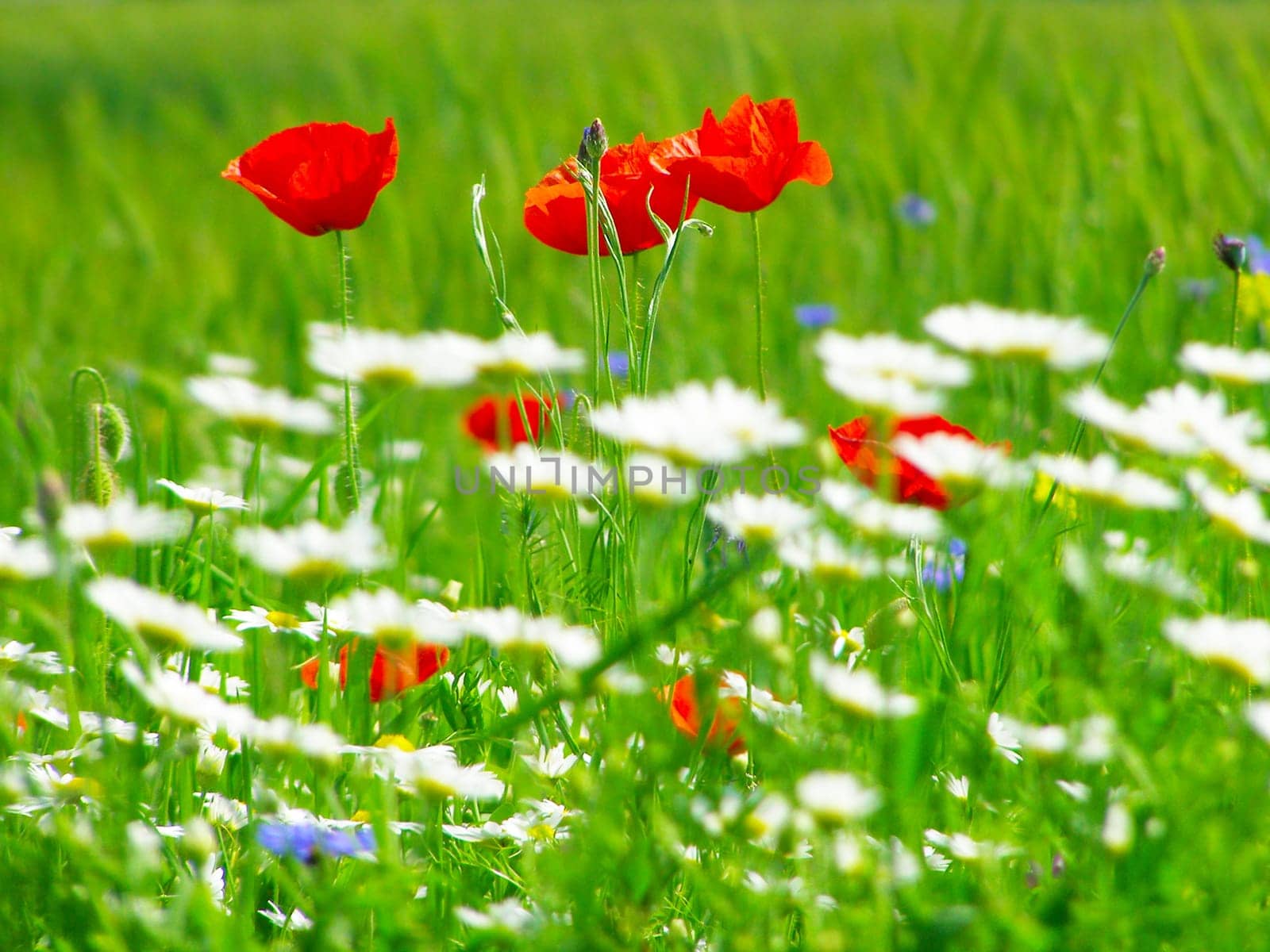Summer field of red poppies and wild flowers