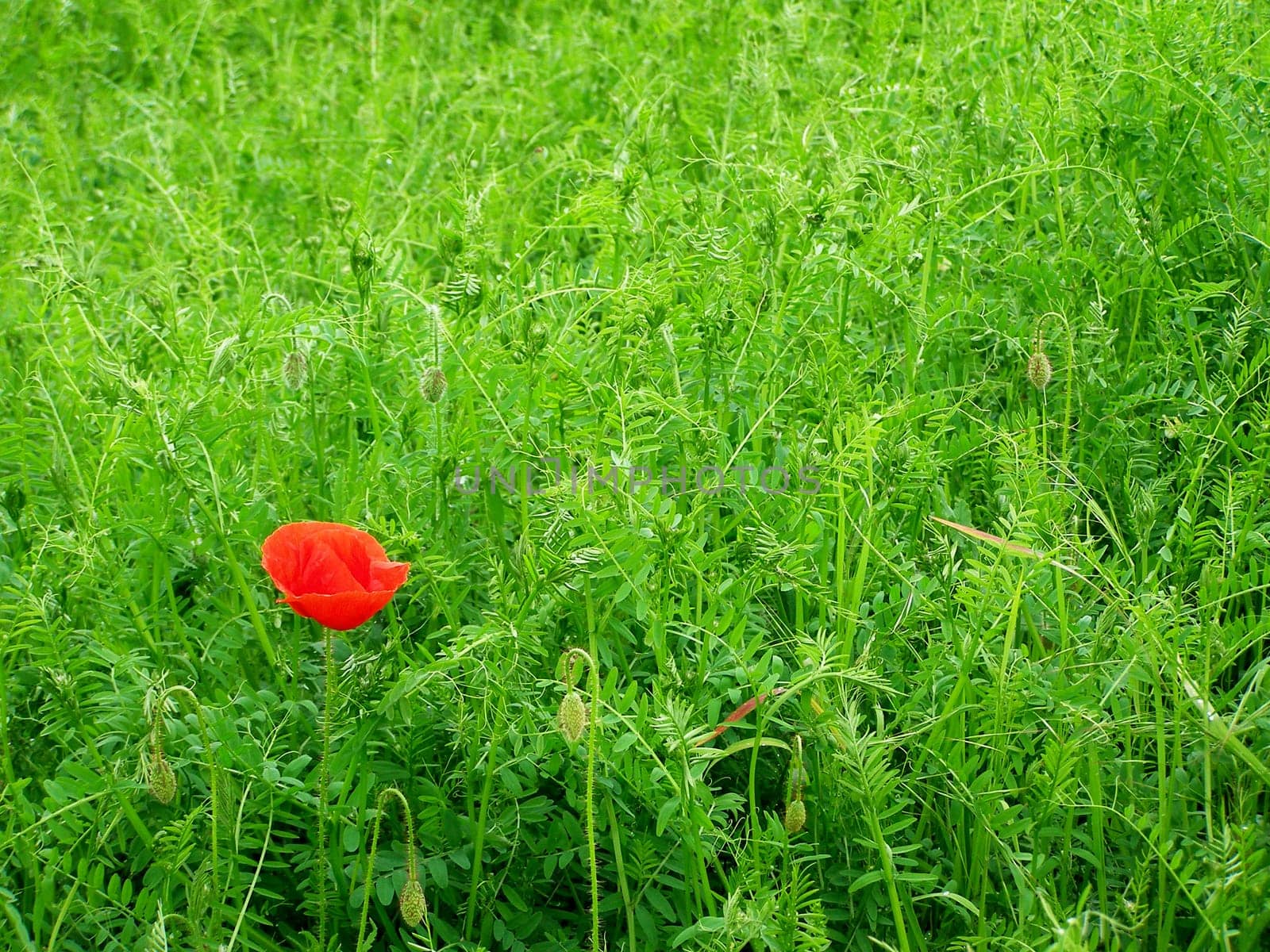 Summer field of red poppies and wild flowers