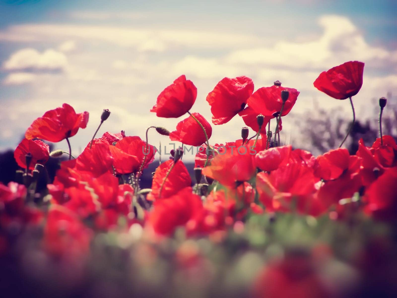 Summer field of red poppies and wild flowers