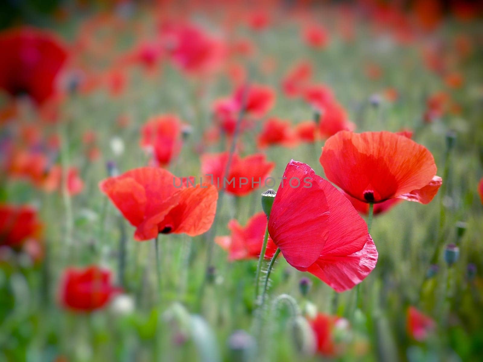 Summer field of red poppies and wild flowers