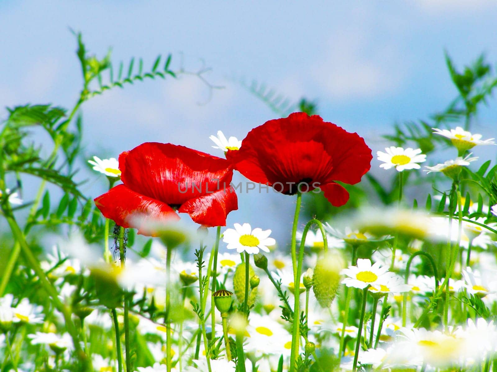 Summer field of red poppies and wild flowers