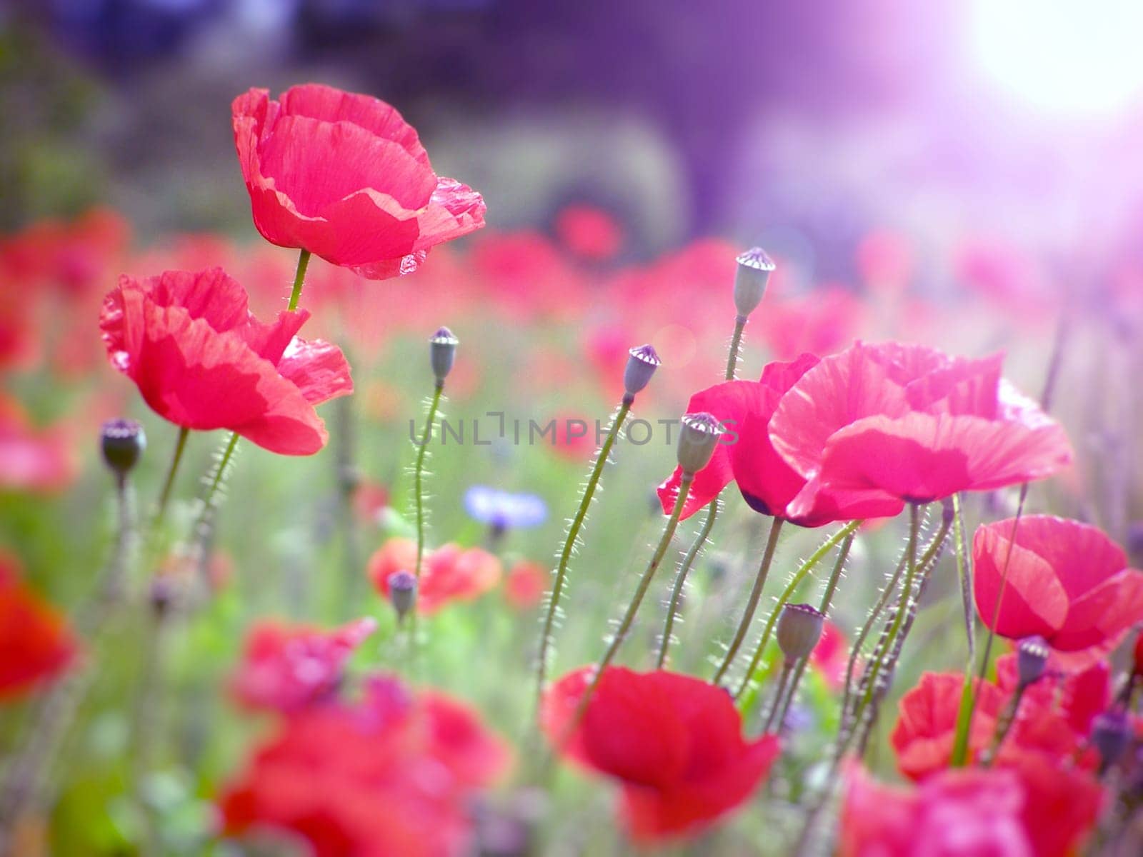 Summer field of red poppies and wild flowers