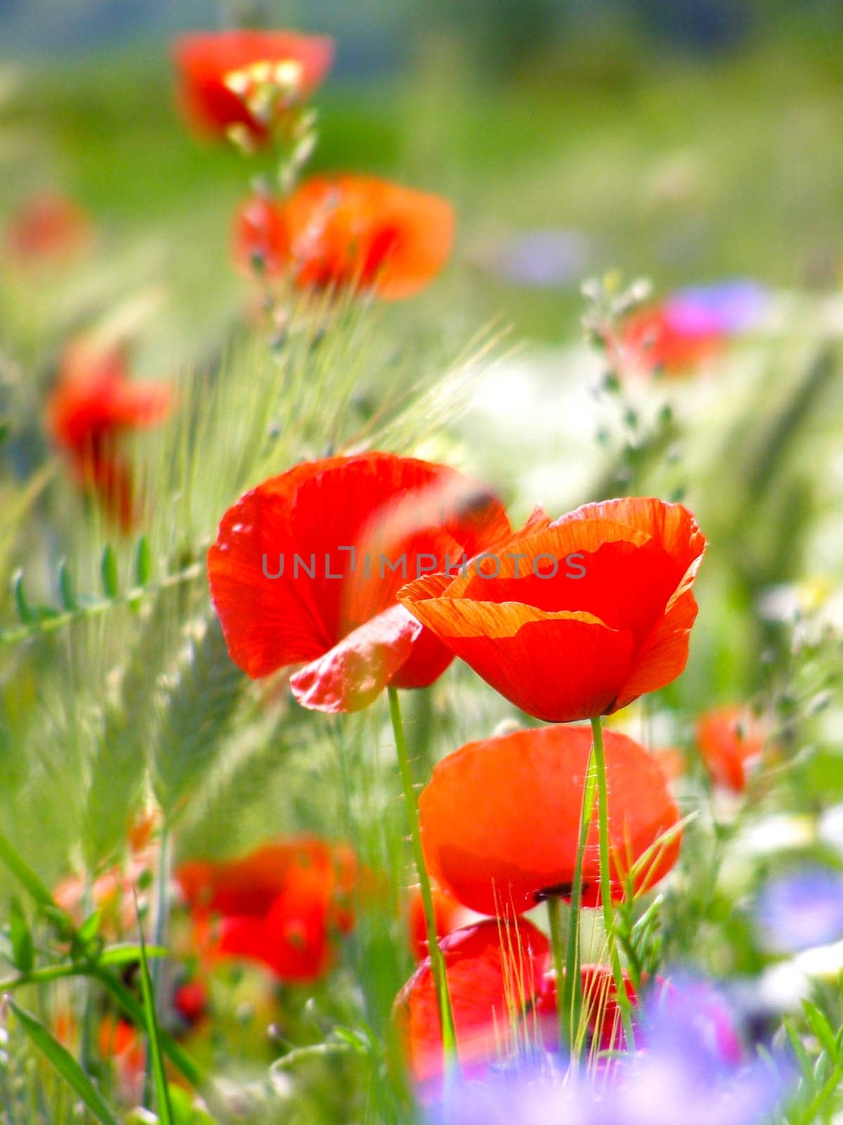 Summer field of red poppies and wild flowers