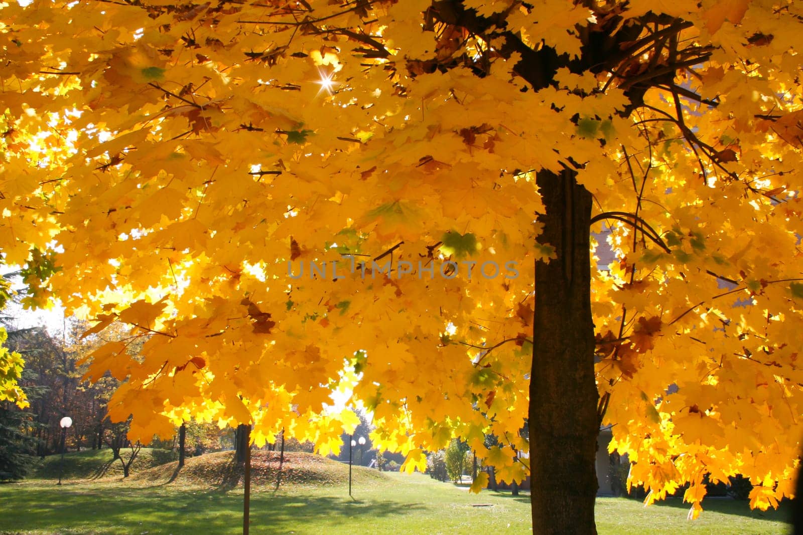 Maple tree in autumn - November shot in Turin Italy