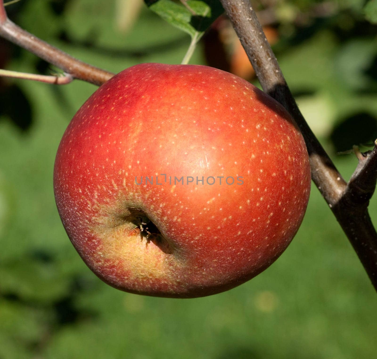 Boskoop, Boskop, Winter-Apfel