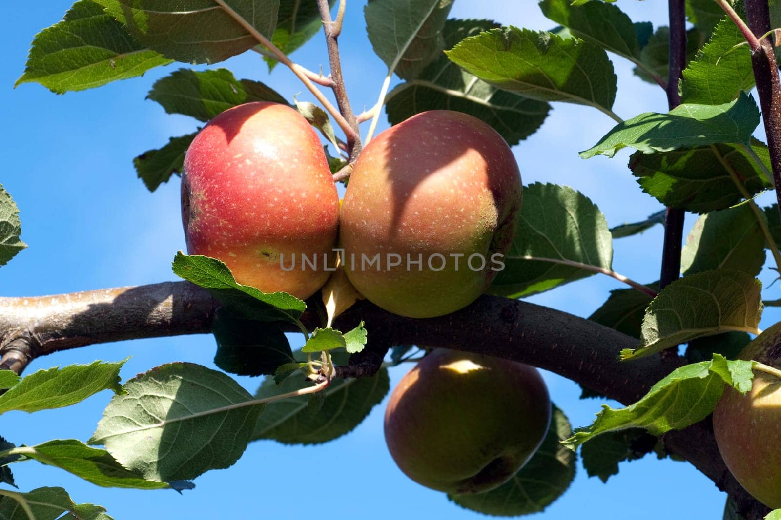 Boskoop, Boskop, Winter-Apfel