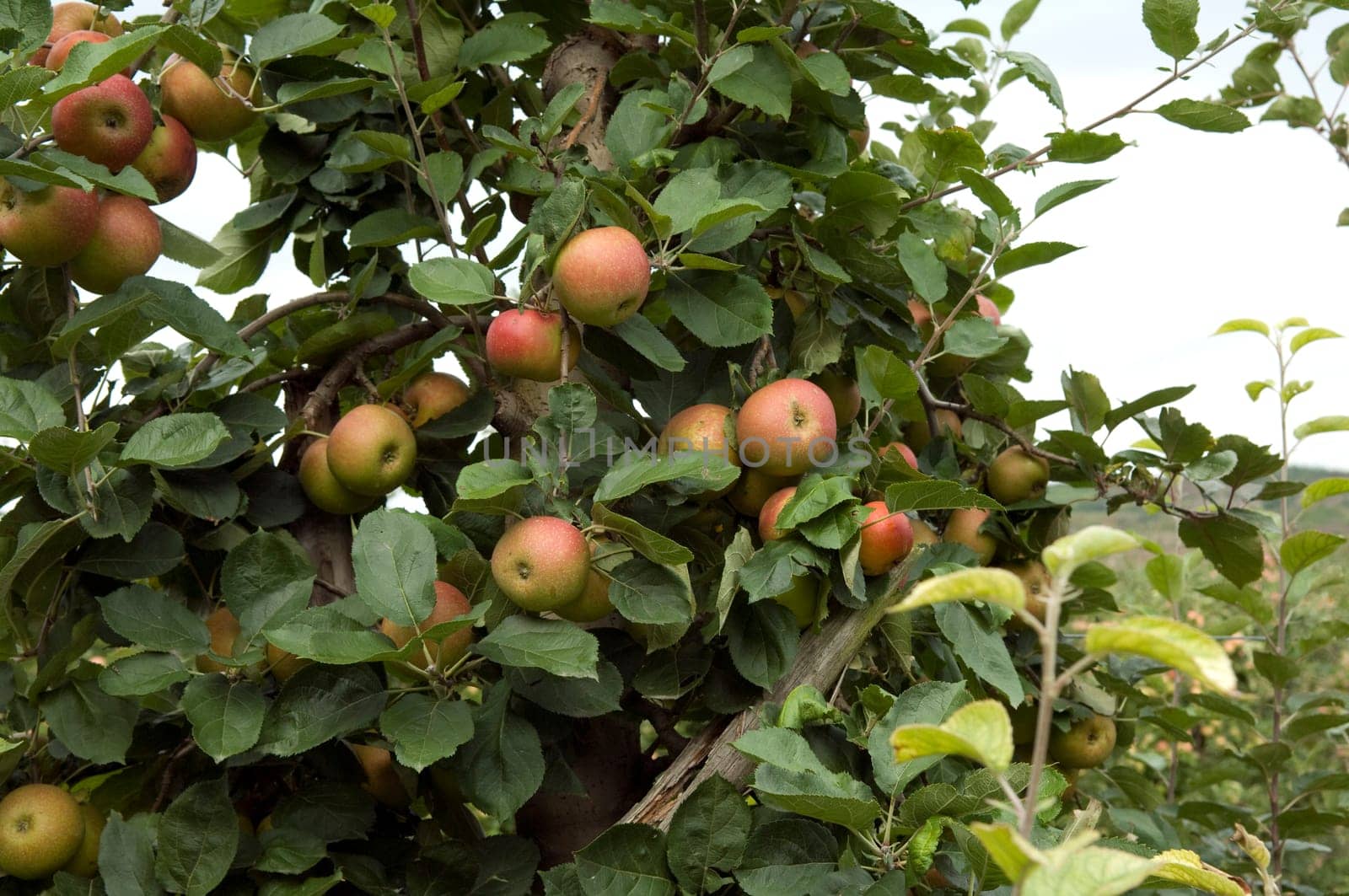 Apfelbaum, Boskoop, Boskop, Winter-Apfel