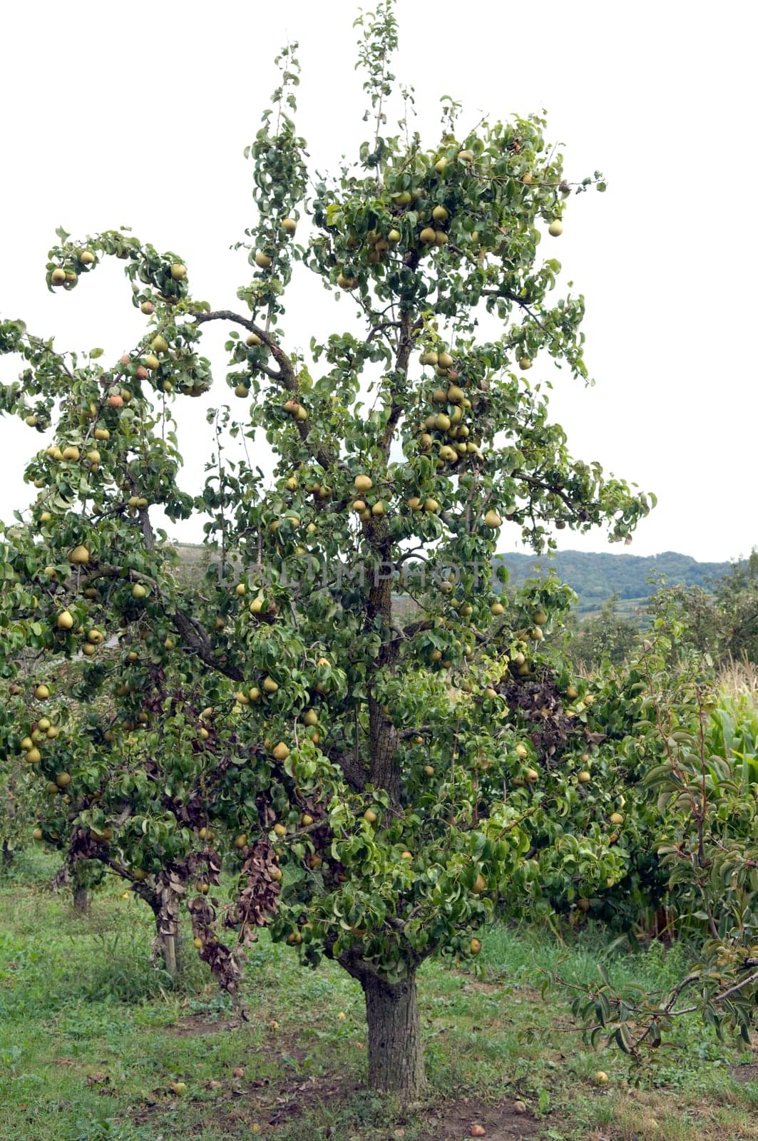 Pear tree