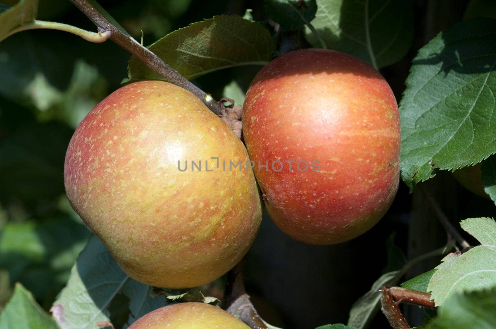 Boskoop, Boskop, Winter-Apfel