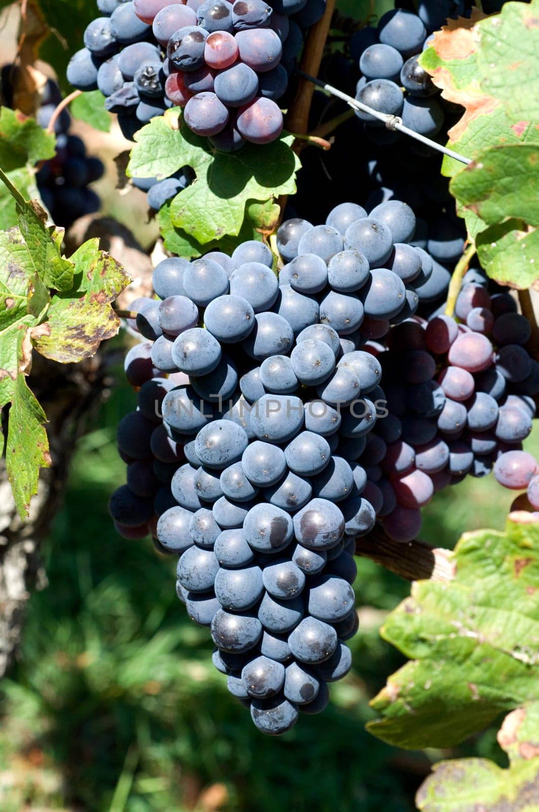 Barbera,Red Wine,Red,Grapes