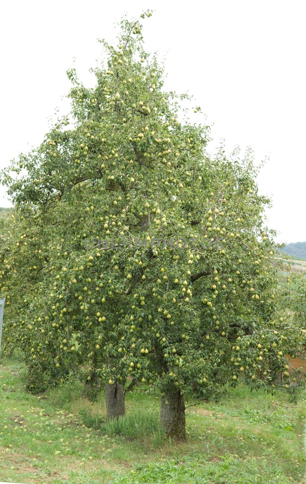 Pear tree