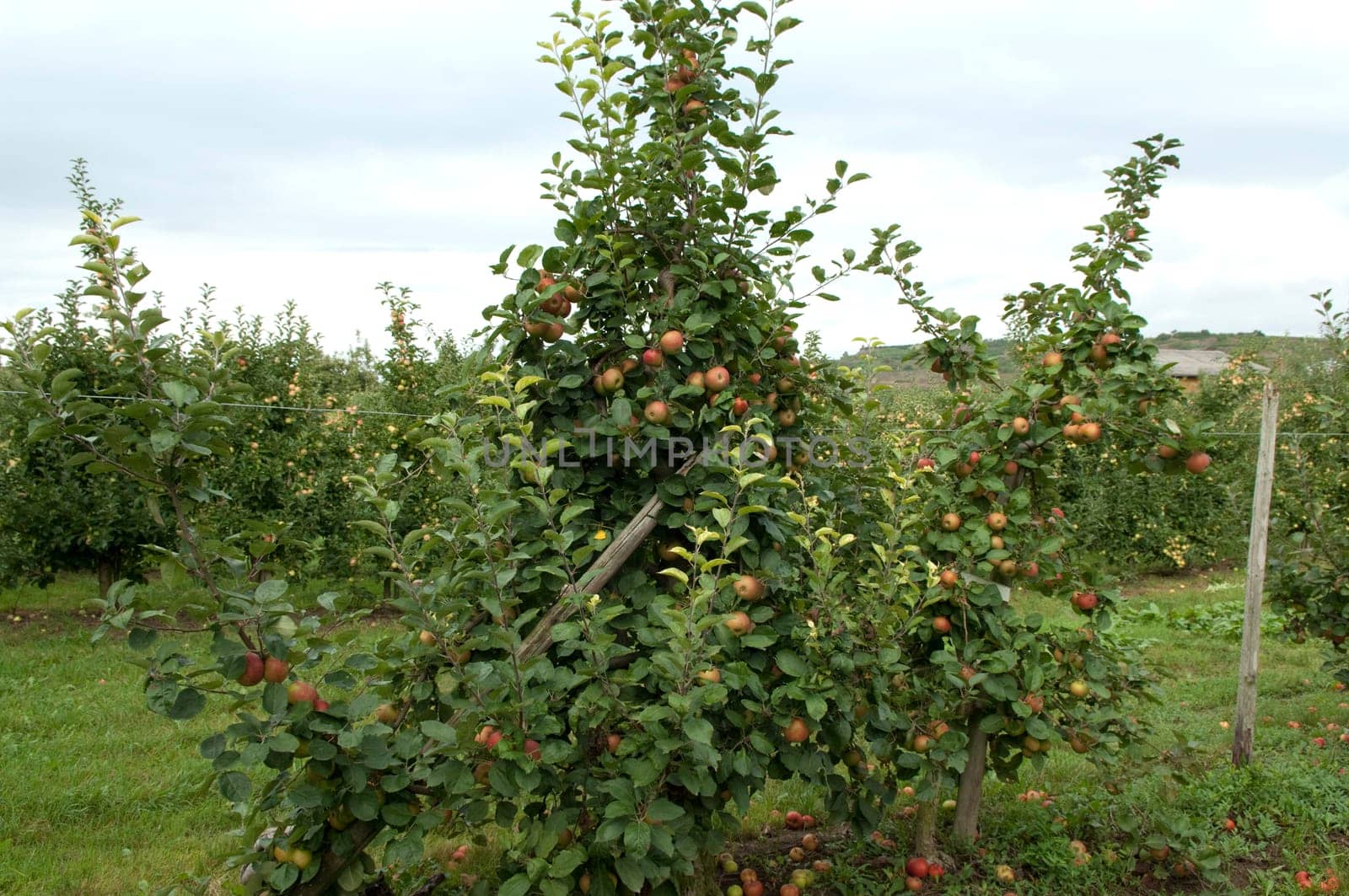 Boskoop, Boskop, Winter-Apfel