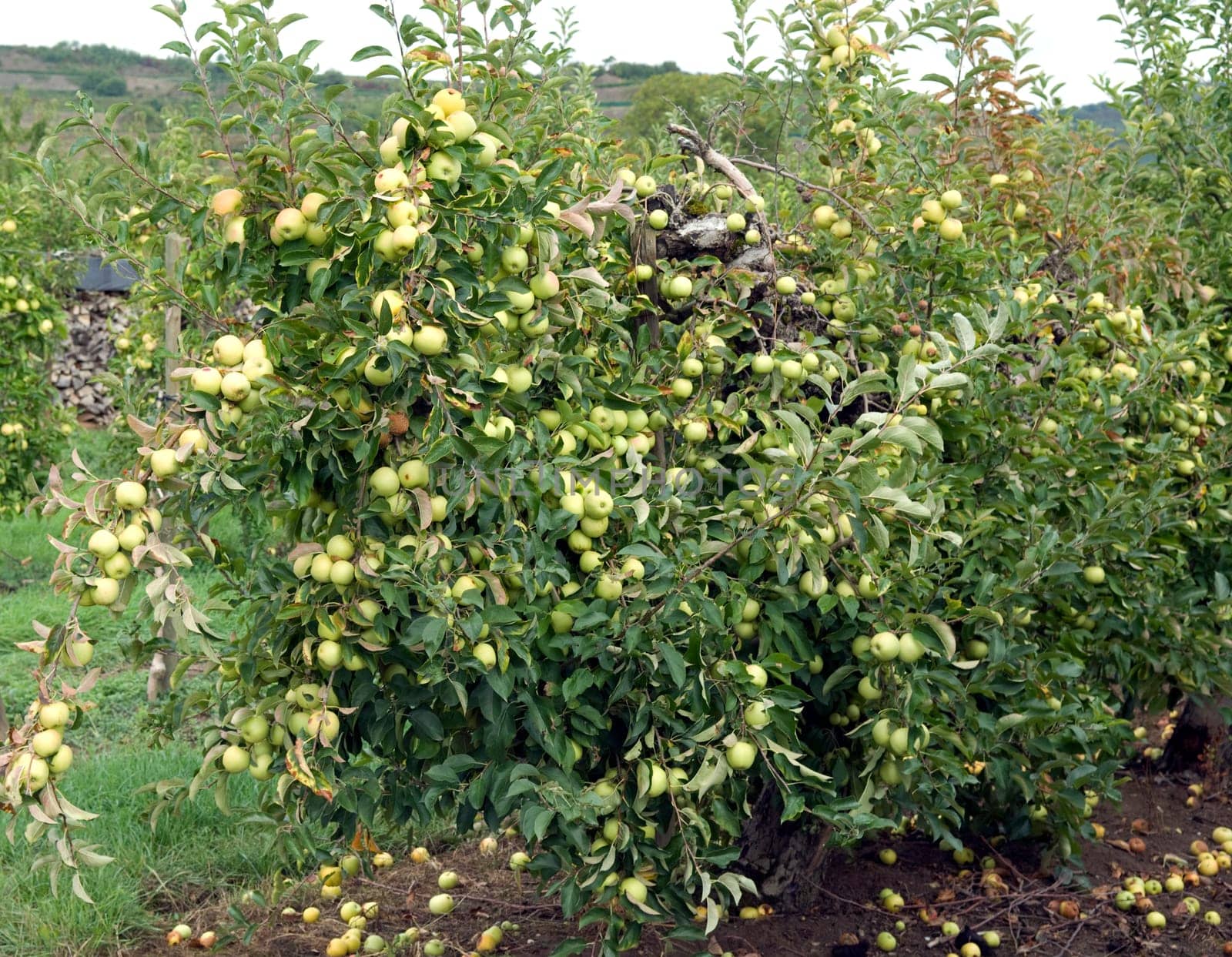 Apfel, Malus, domestica, Apfelbaum
