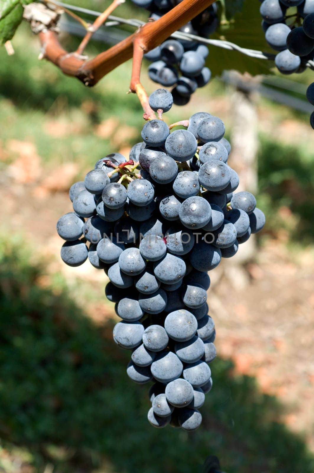 Dornfelder,red wine,red,grapes