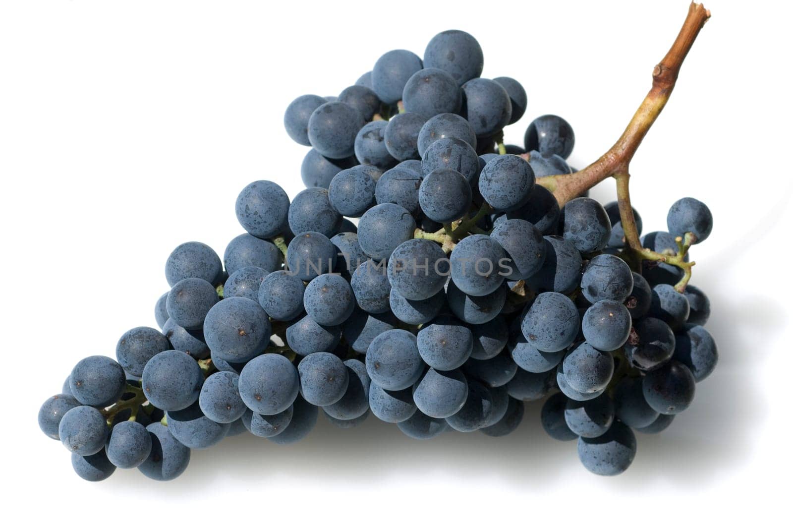 Dornfelder, Rotwein, Rote, Weintrauben