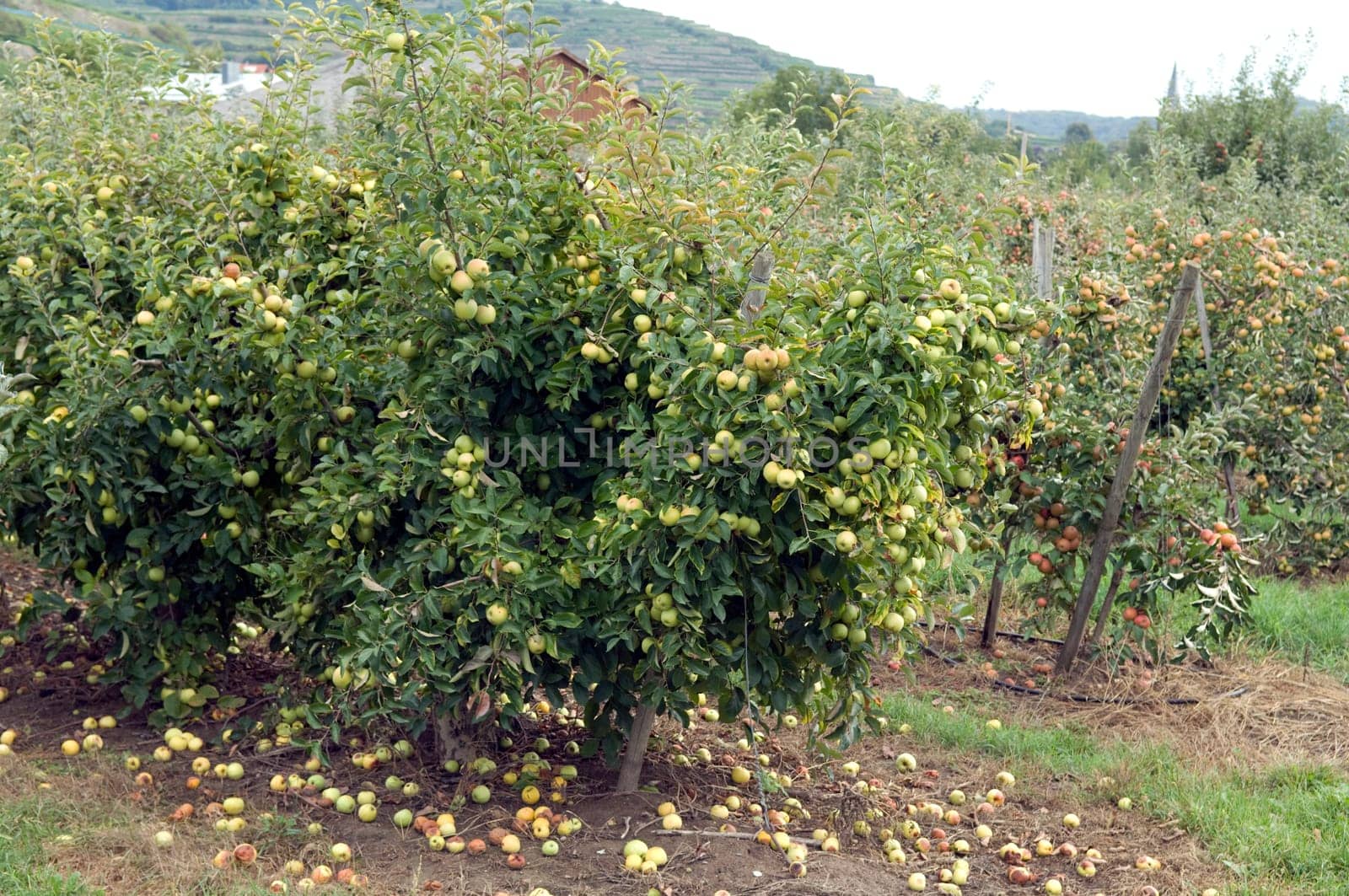 Apfel, Malus, domestica, Apfelbaum