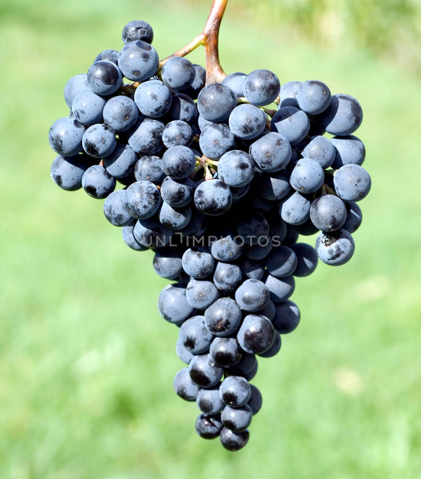 Dornfelder,red wine,red,grapes