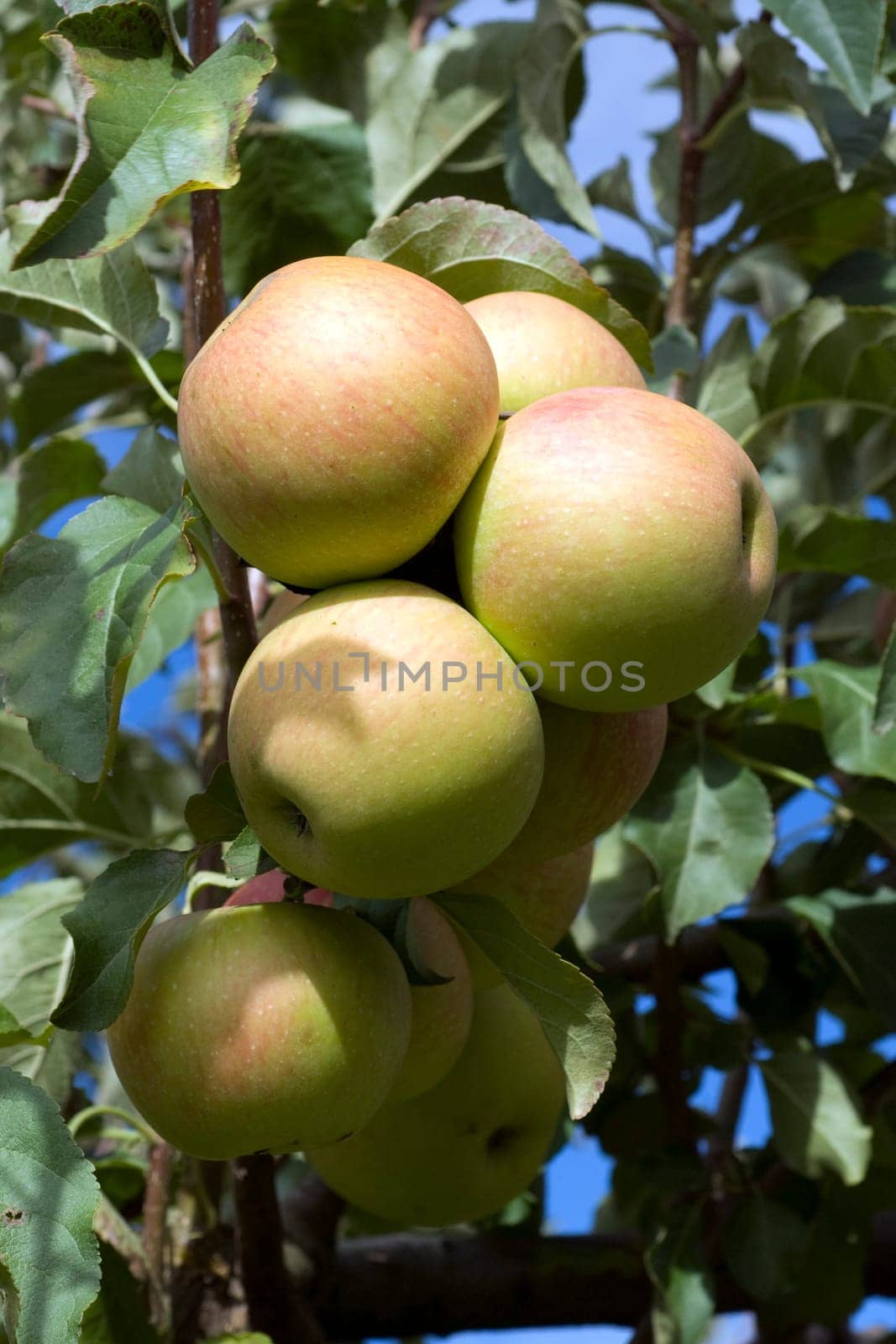 Elstar,Apple,Malus,domestica