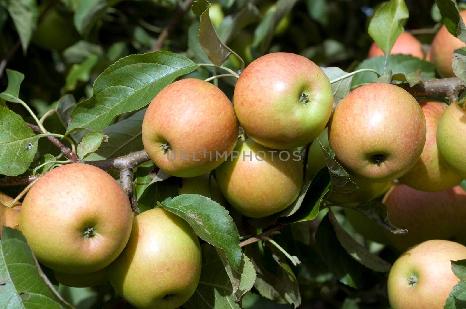 Elstar,Apple,Malus,domestica