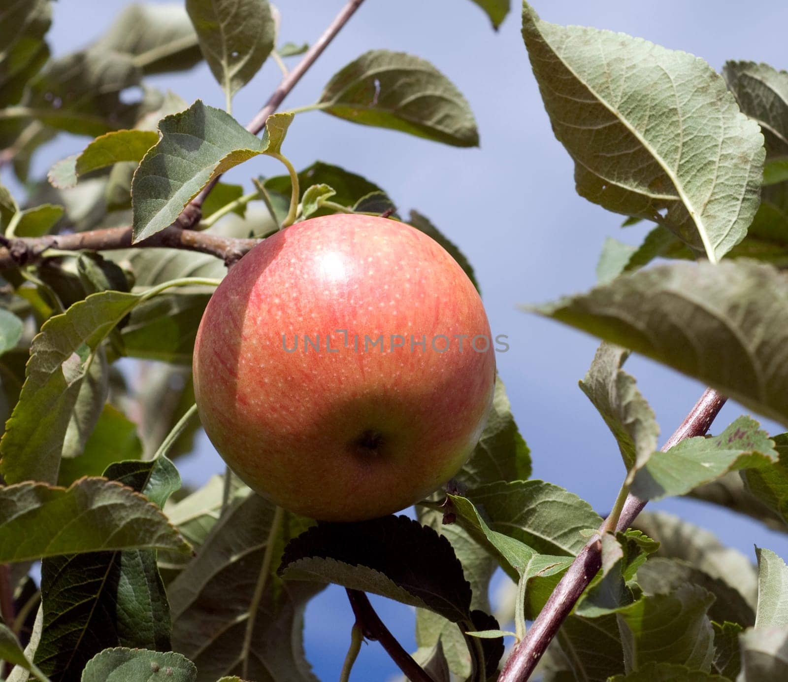Elstar,Apple,Malus,domestica