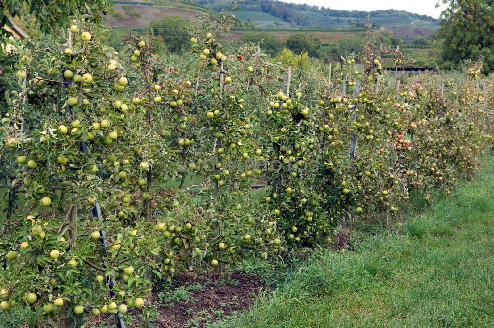 Apfel, Malus, domestica, Apfelbaum