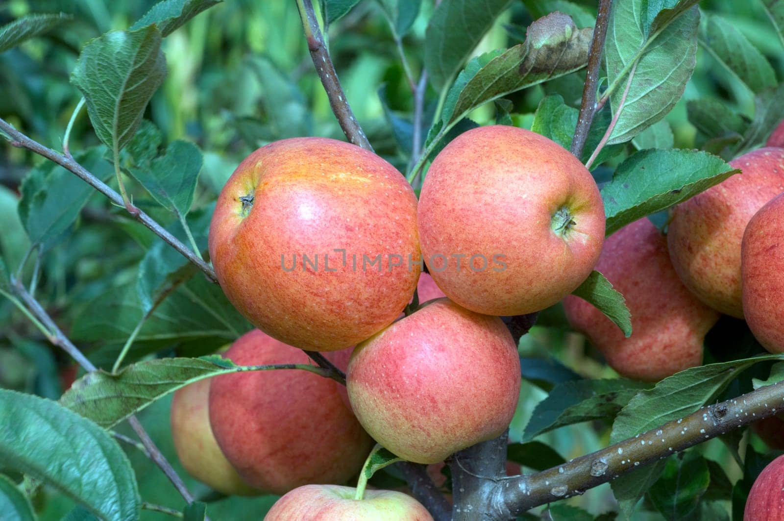 Elstar,Apple,Malus,domestica