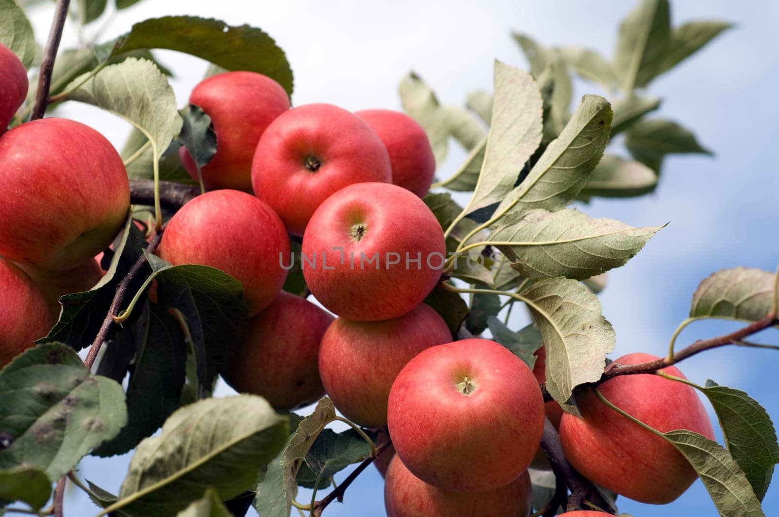 Elstar,Apple,Malus,domestica