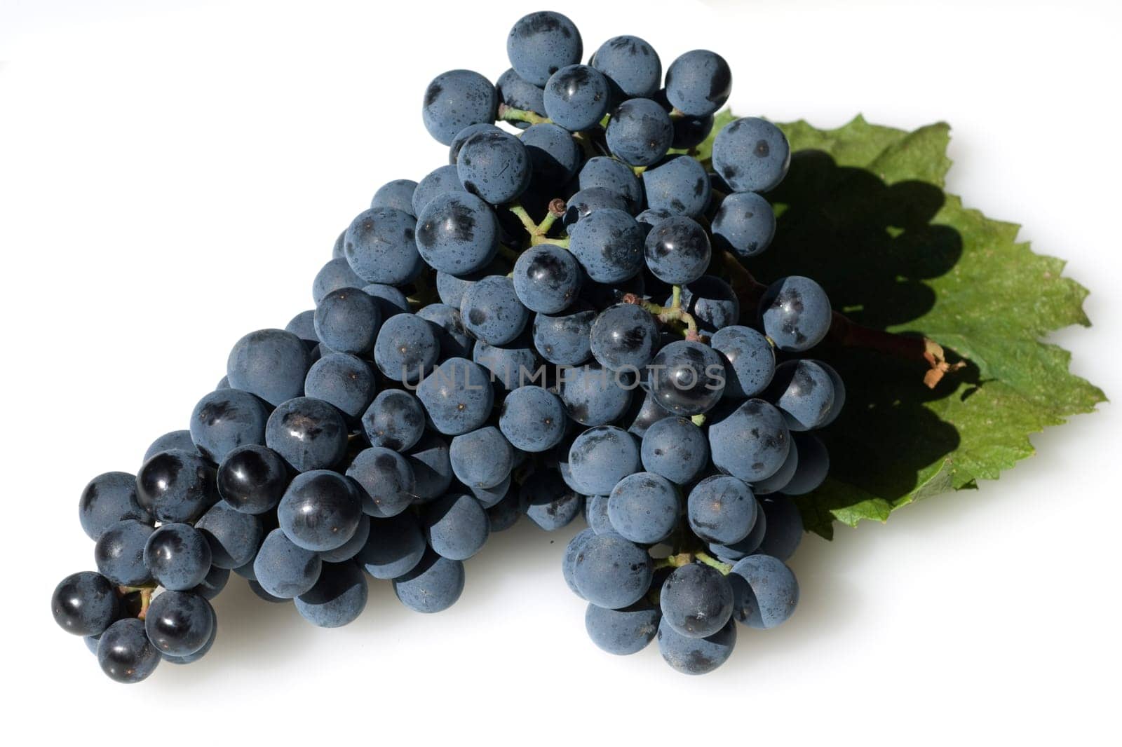 Dornfelder, Rotwein, Rote, Weintrauben