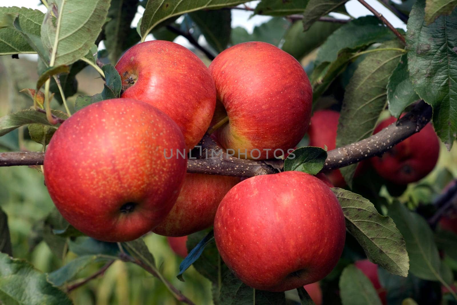Elstar,Apple,Malus,domestica