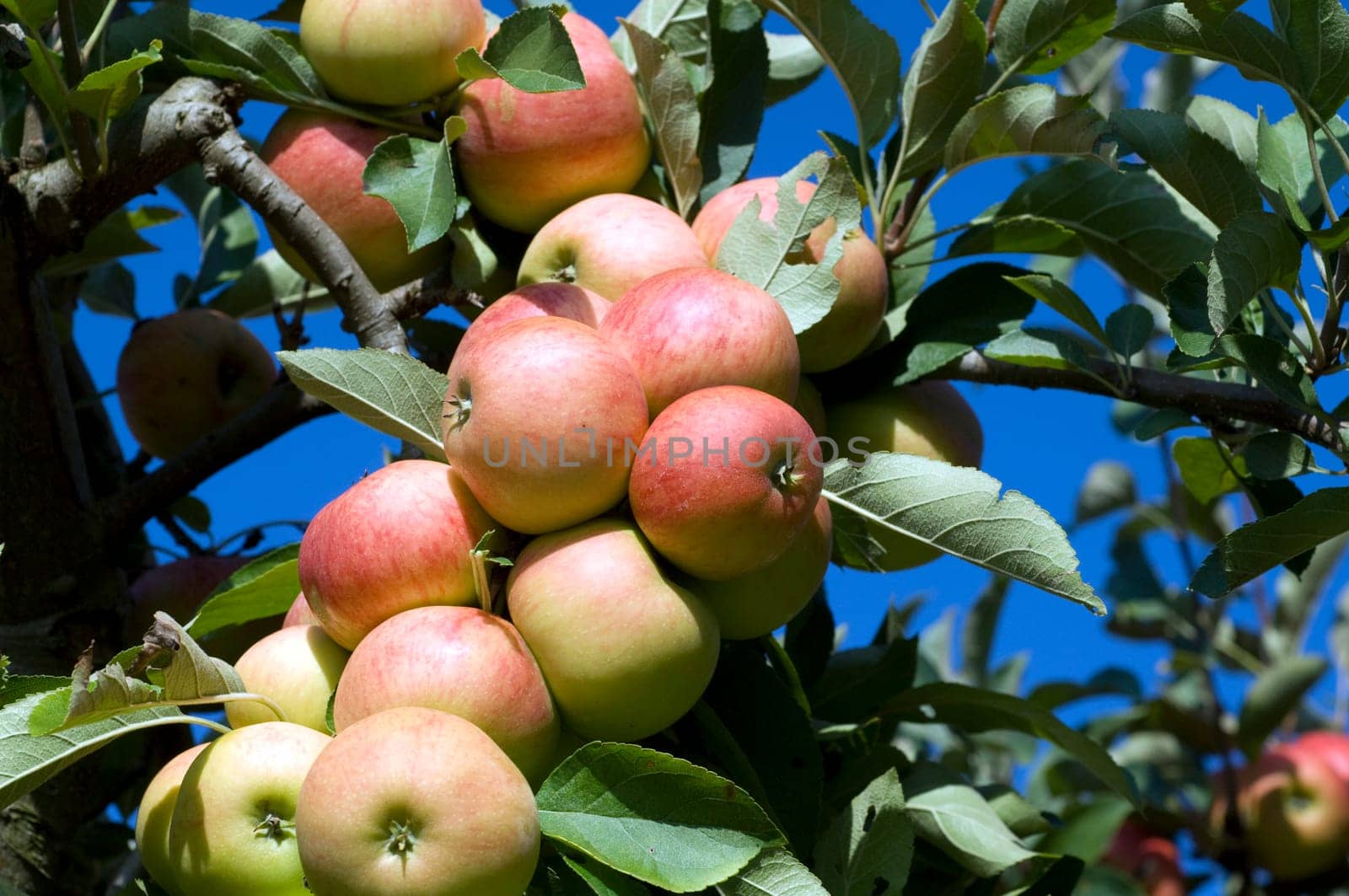Elstar,Apple,Malus,domestica