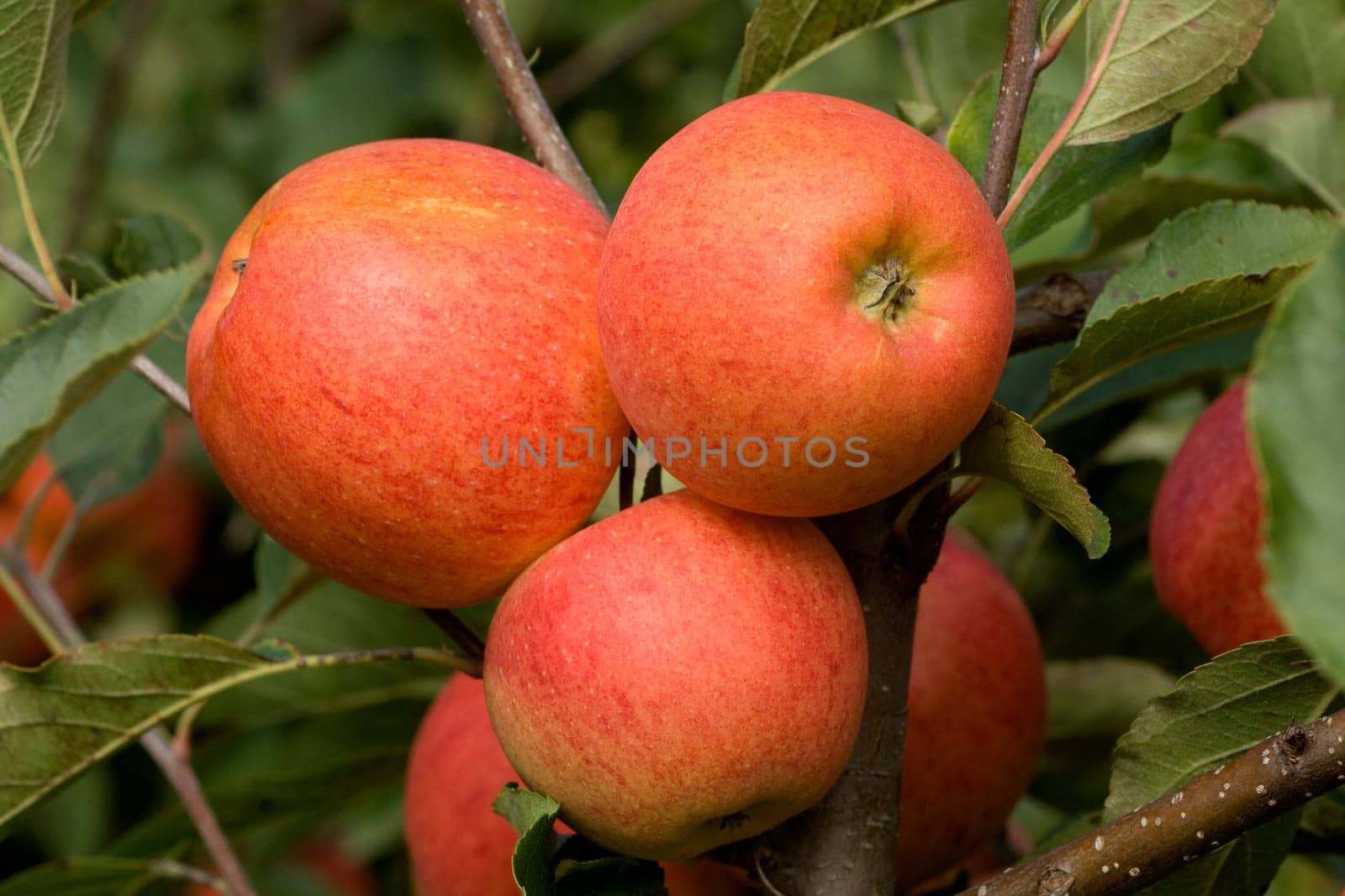 Elstar,Apple,Malus,domestica