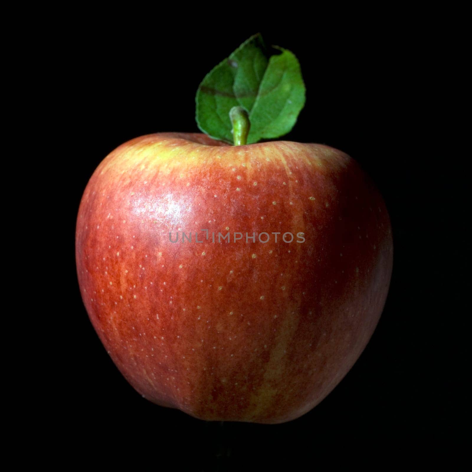 Elstar, Apfel, Malus, domestica