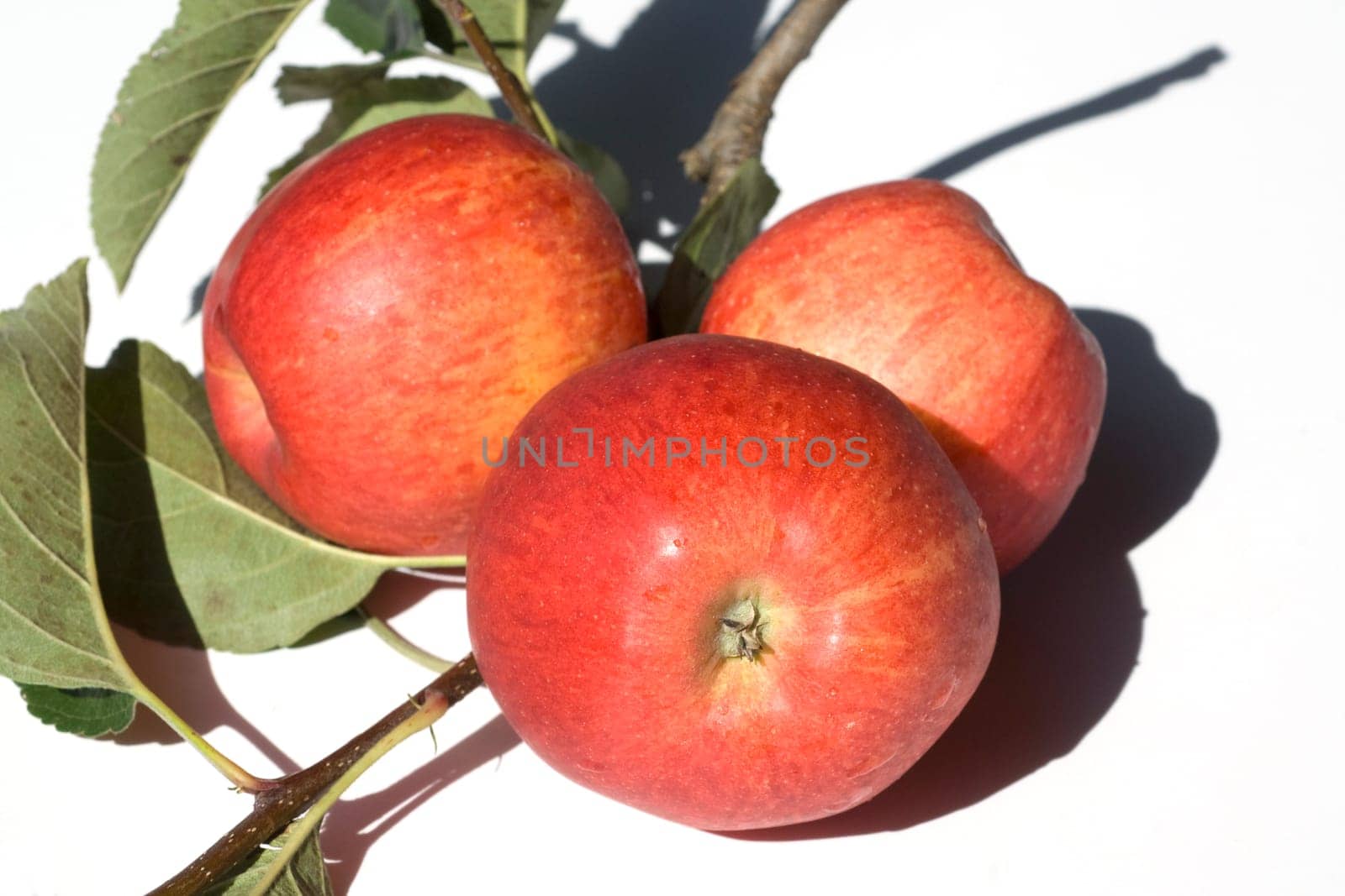 Elstar, Apfel, Malus, domestica