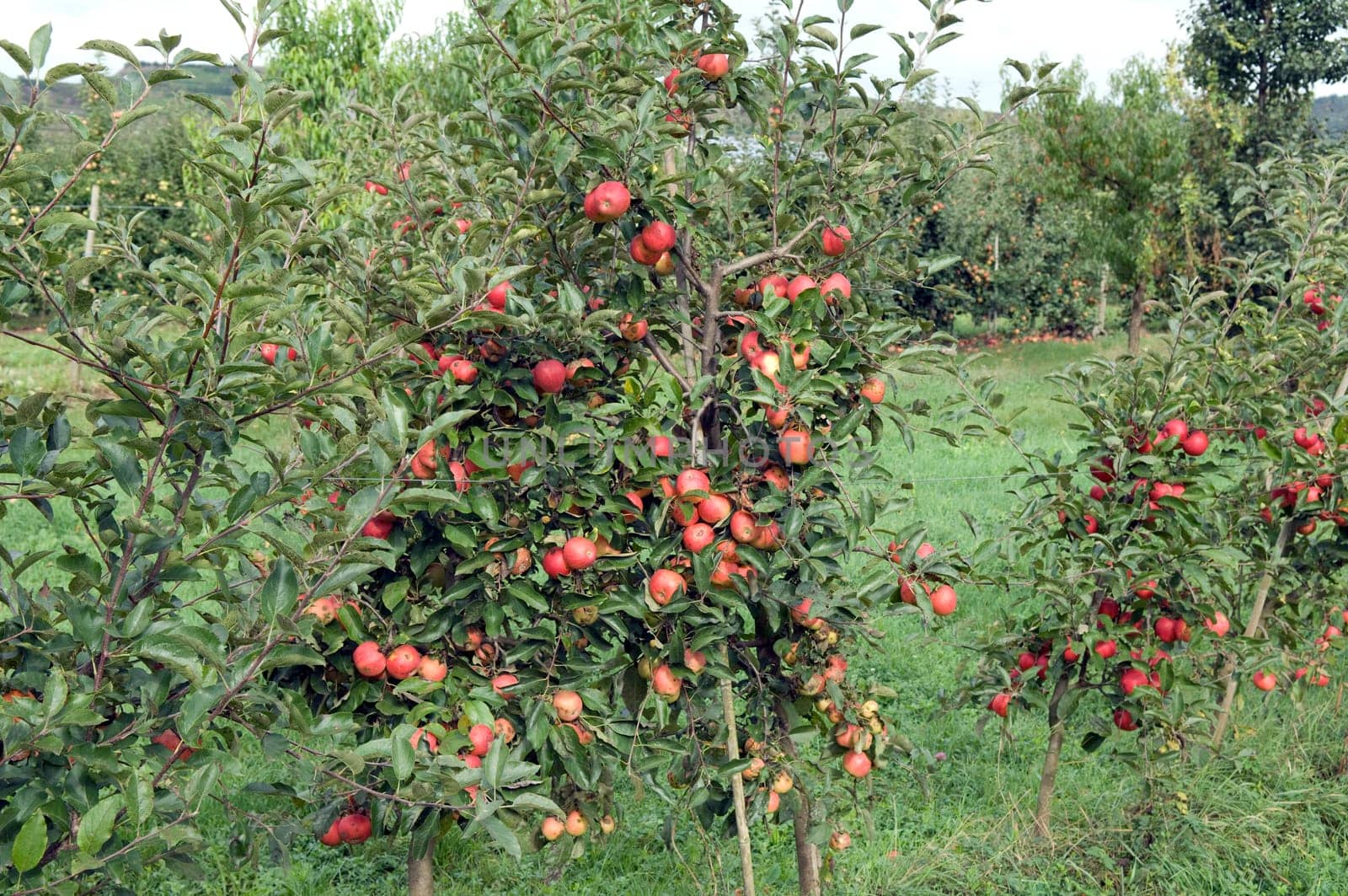 Elstar,Apple,Malus,domestica
