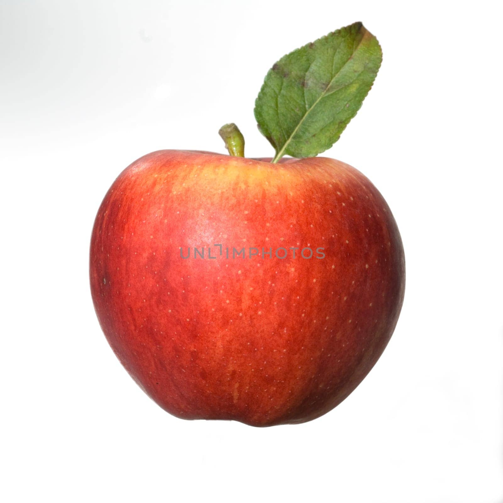 Elstar, Apfel, Malus, domestica