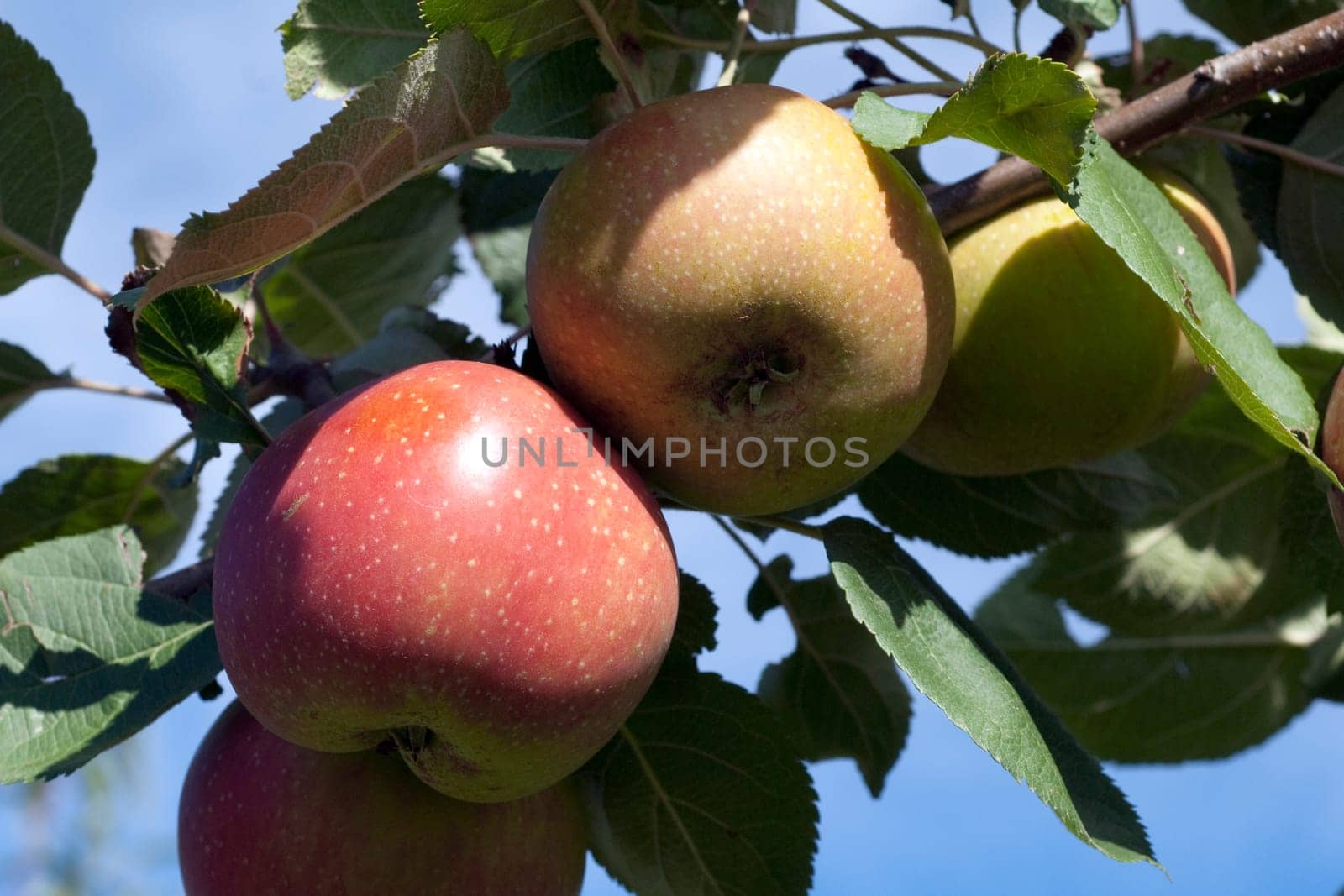 Boskoop, Boskop, Winter-Apfel