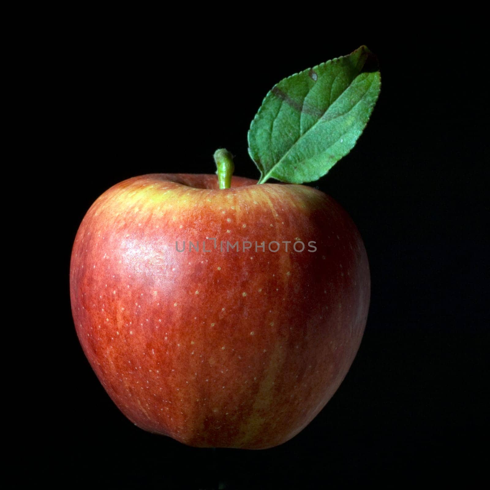 Elstar, Apfel, Malus, domestica