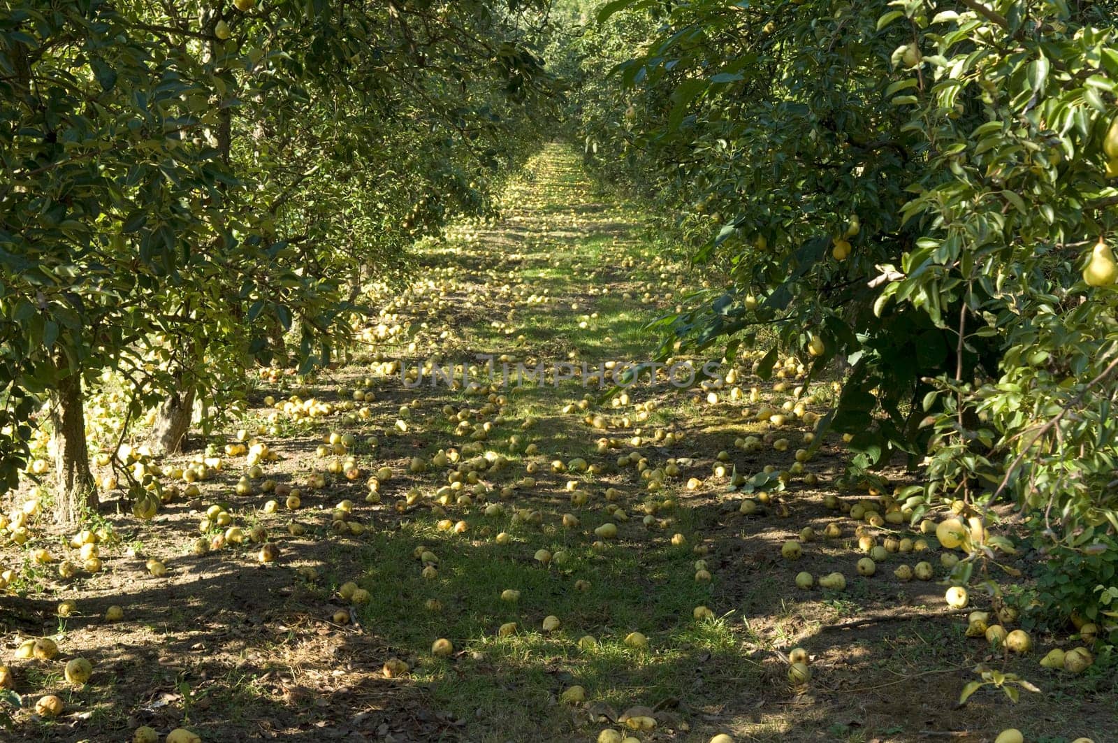 Fall fruit,ripe,overripe,Williams,Christian