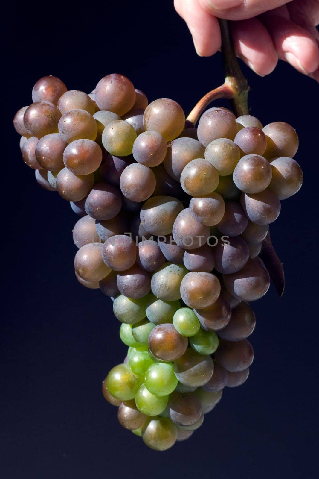 Grauburgunder, Pinot, gris, grigio, Rulaender