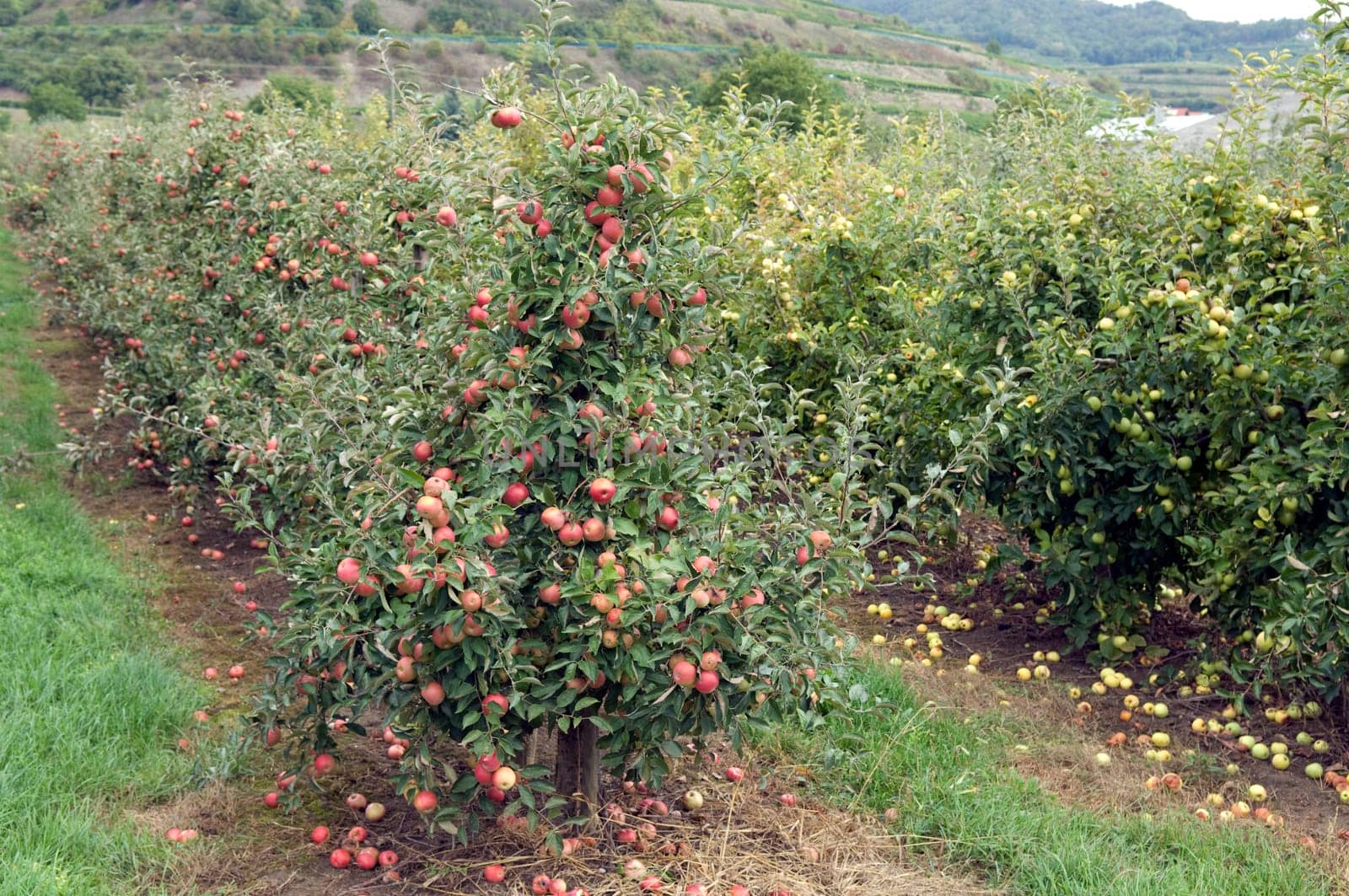 Elstar,Apple,Malus,domestica