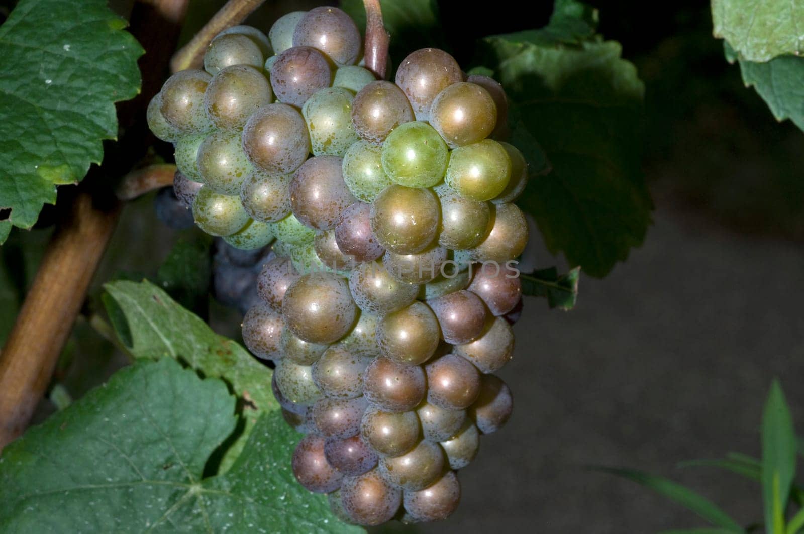 Grauburgunder,Pinot,gris,grigio,Rulaender