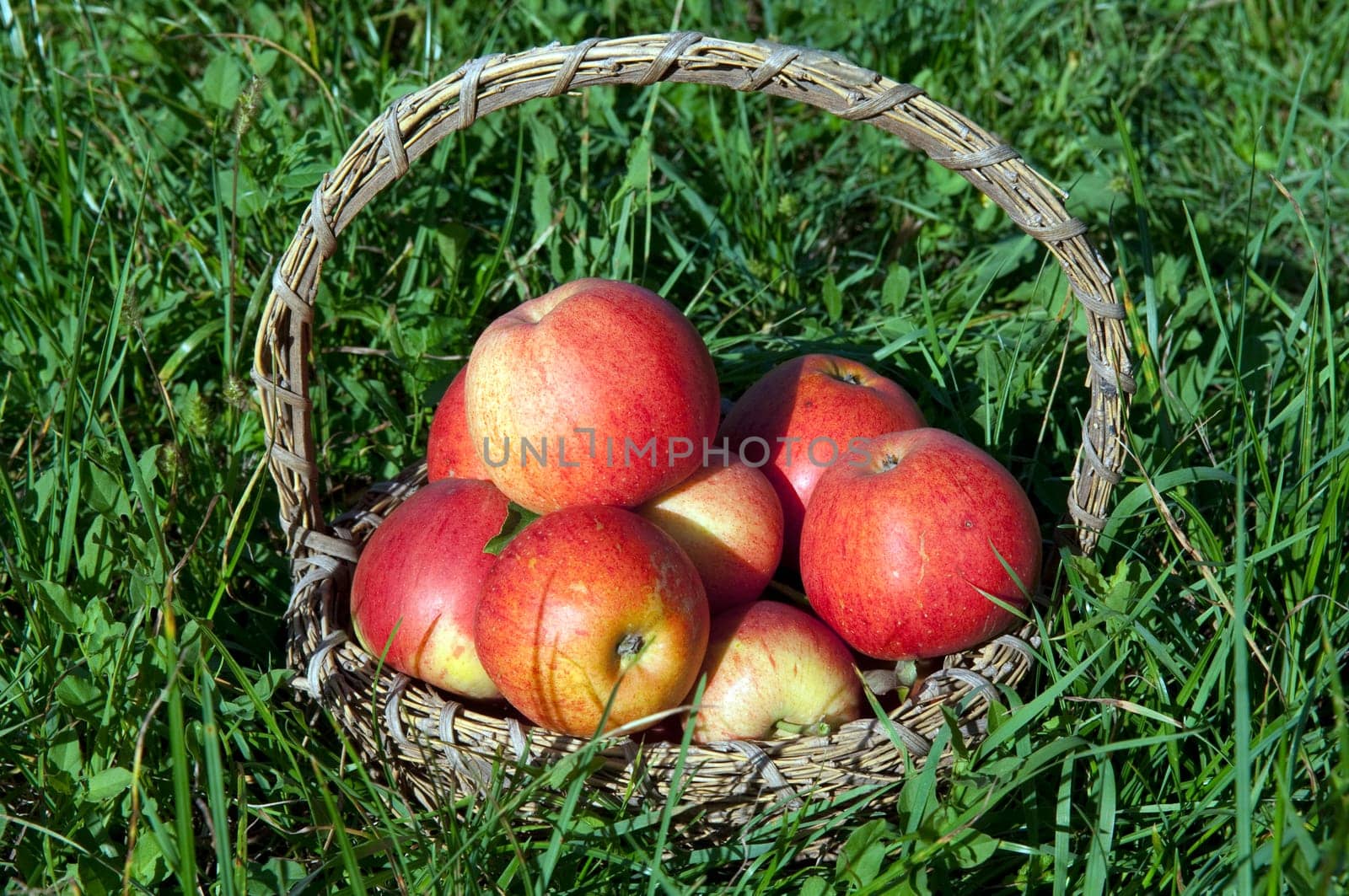 Elstar,Apple,Malus,domestica