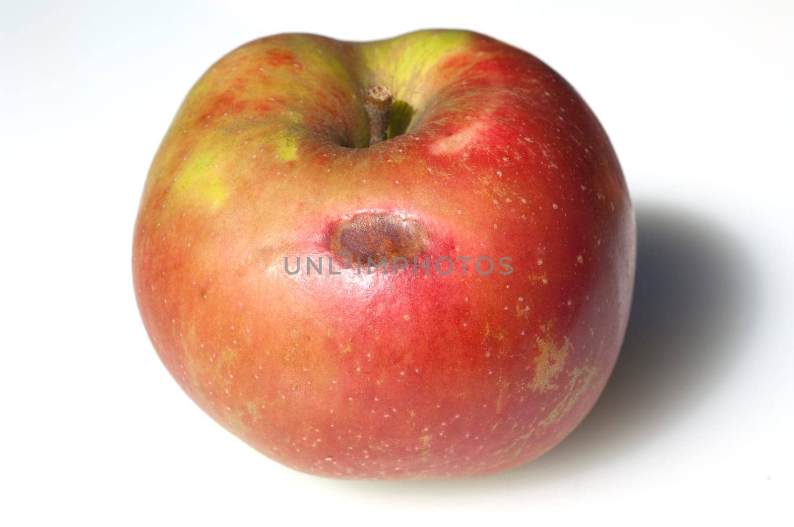 Boskoop  hagelschlag  Winter-Apfel