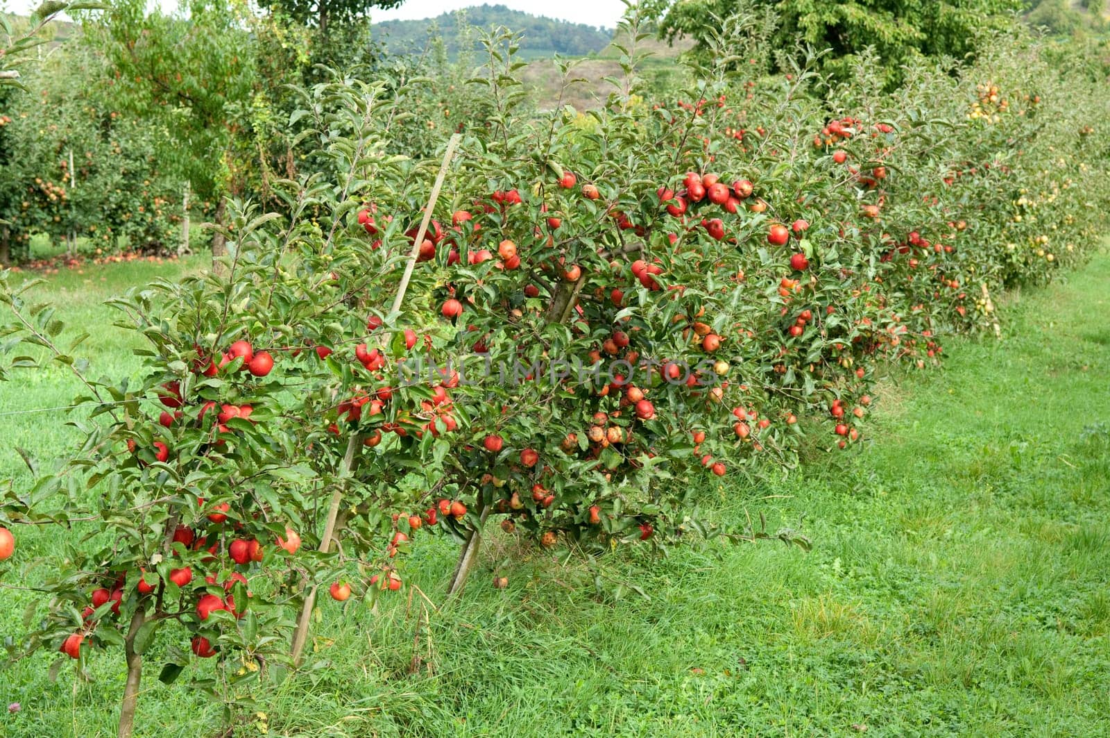 Elstar,Apple,Malus,domestica