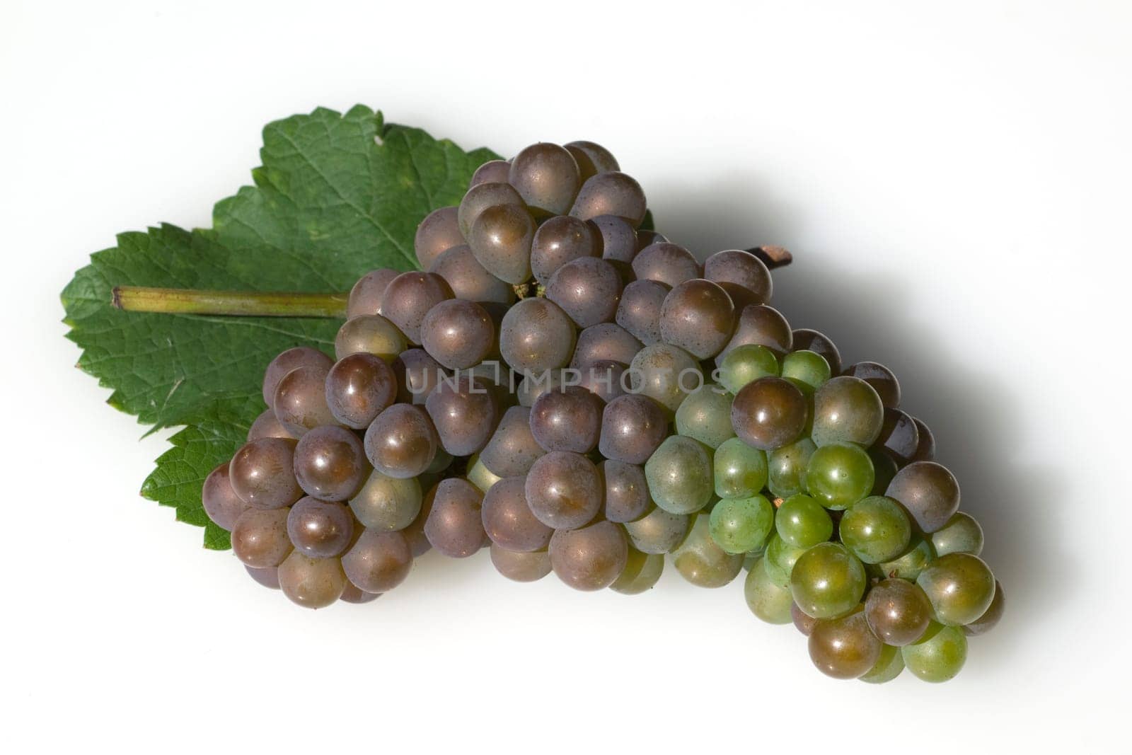 Grauburgunder, Pinot, gris, grigio, Rulaender