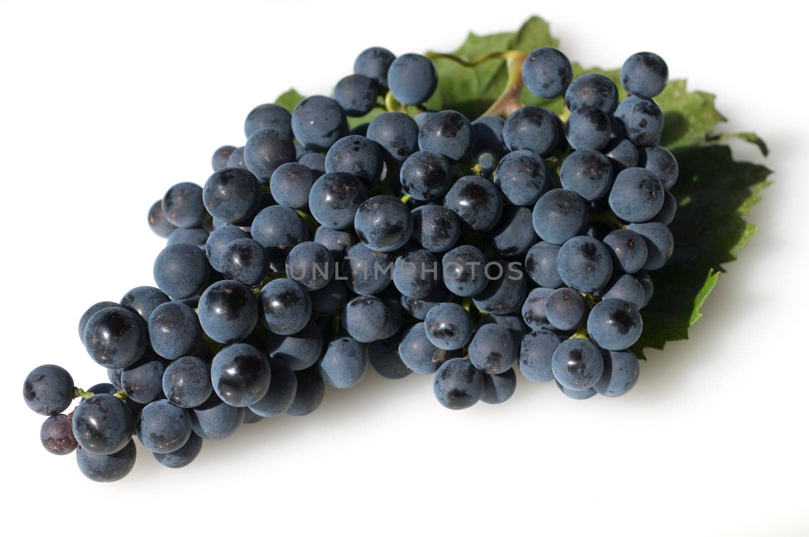 Dornfelder, Rotwein, Rote, Weintrauben