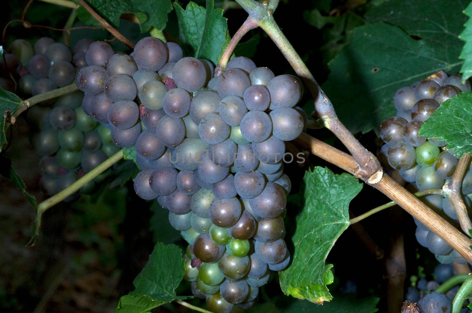 Grauburgunder,Pinot,gris,grigio,Rulaender
