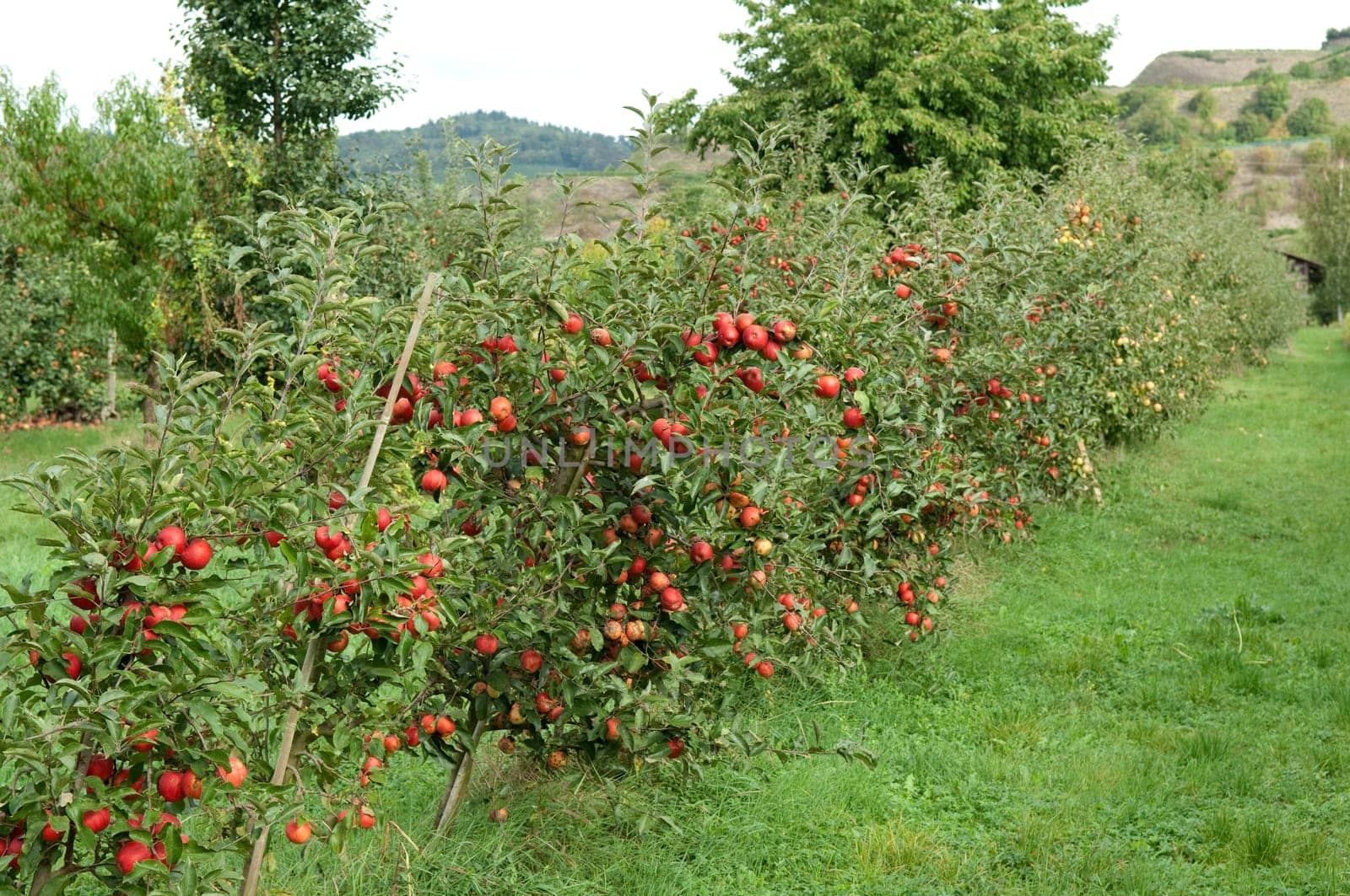 Elstar,Apple,Malus,domestica