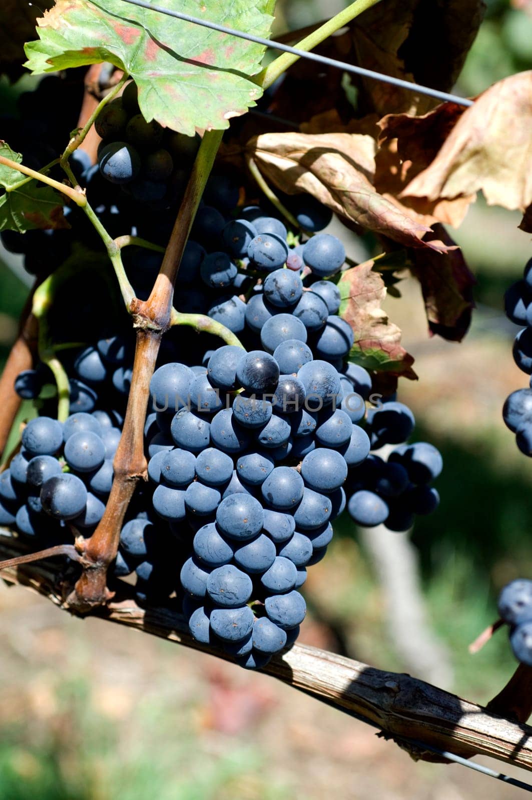 Lemberger,Blaufraenkisch,Blauer Limberger
